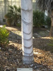 Ceroxylon_parvum_UCBot (15).JPG